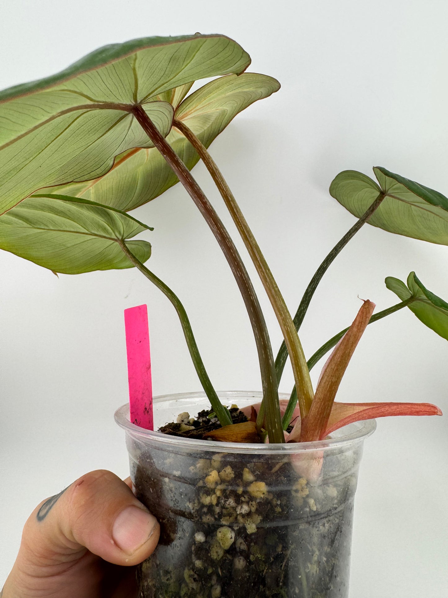 Philodendron Gloriosum ‘D’ shape