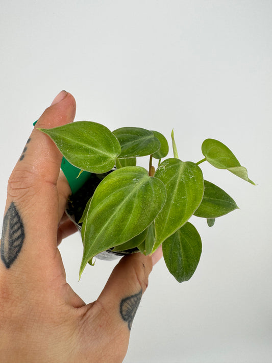 Philodendron El Choco Red