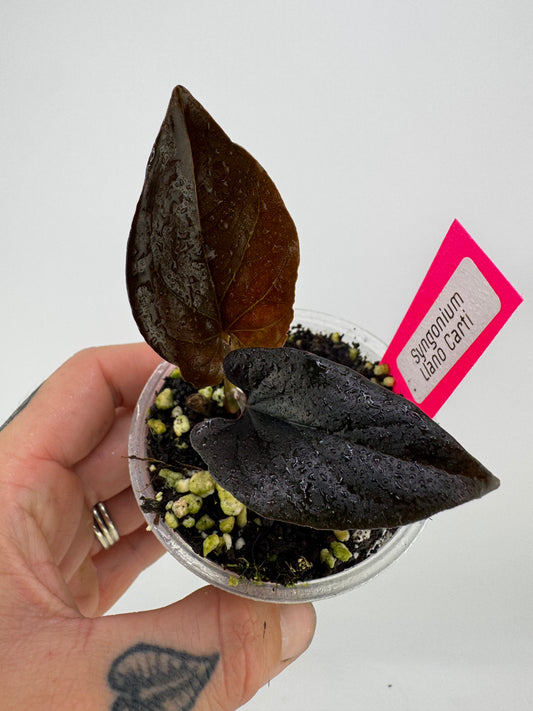 Syngonium llano carti