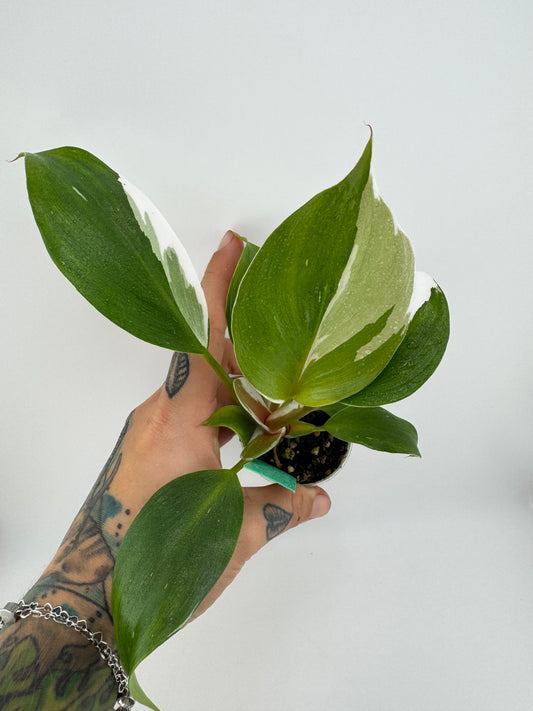 Philodendron White Knight variegated