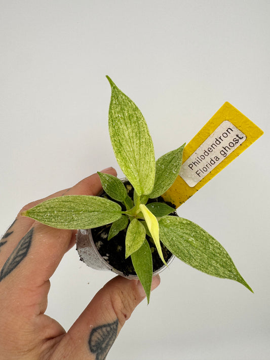 Philodendron Florida Ghost