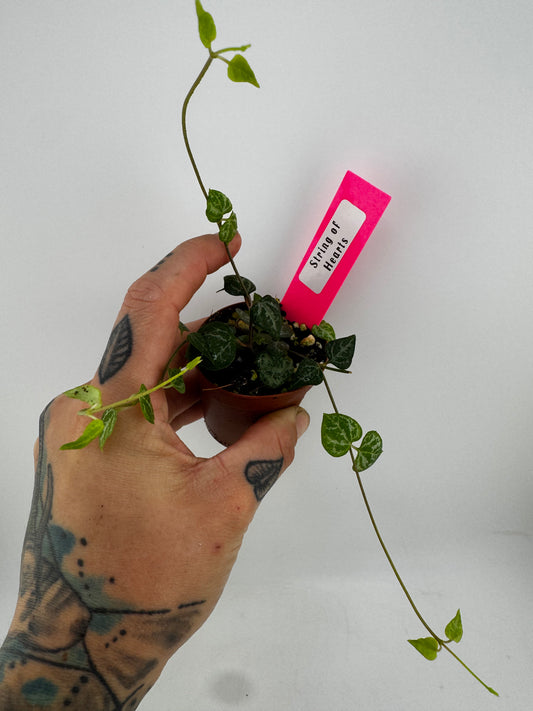 String of Hearts