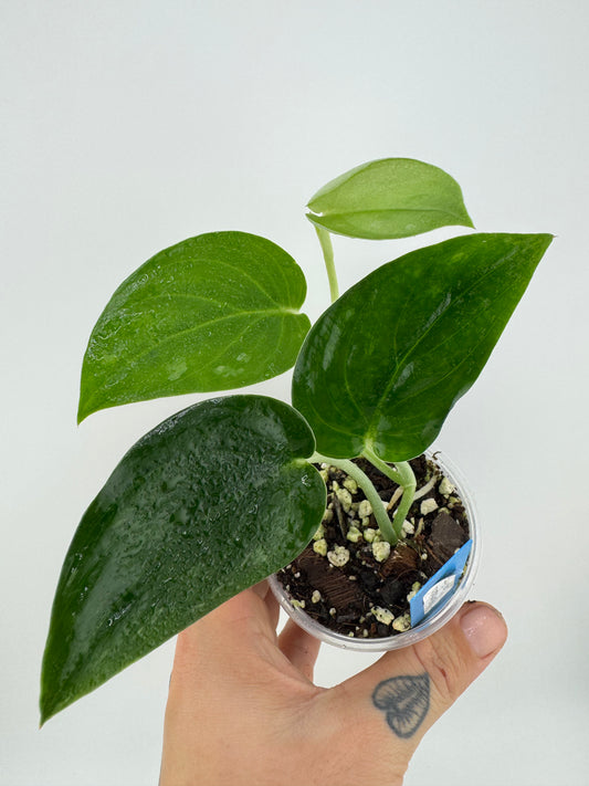 Scindapsus Dark Pictus
