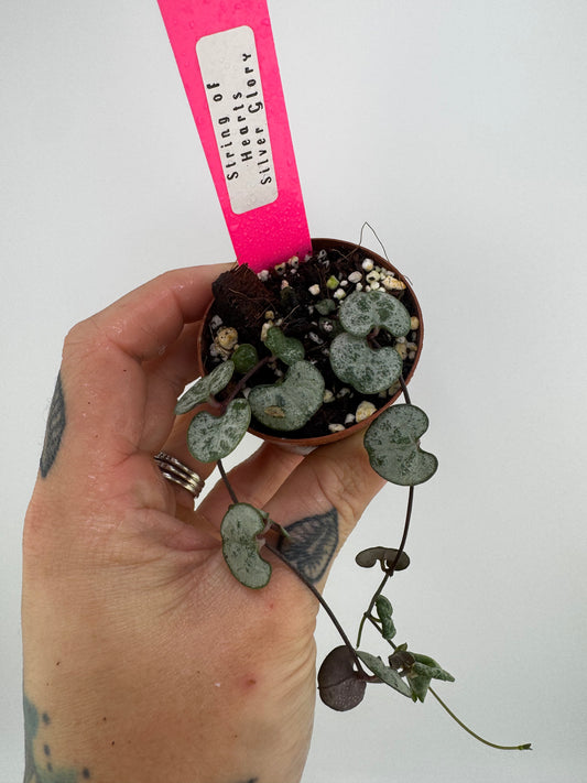 String of Hearts ‘silver glory’