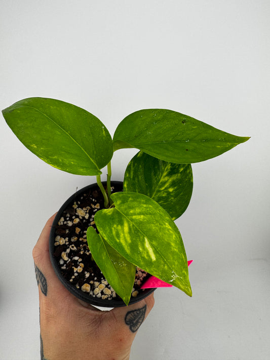 Golden Pothos