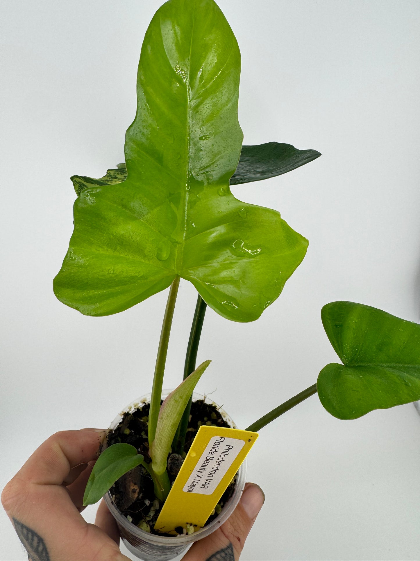 Philodendron Florida Beauty X Mayoi low Variegated / reverted