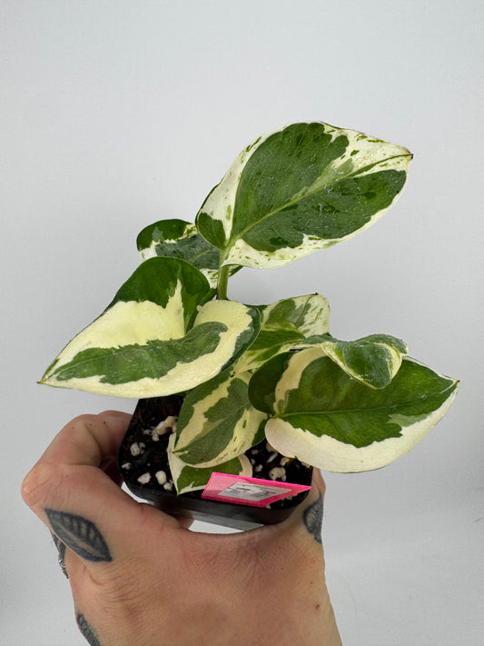 ‘N’Joy’ pothos