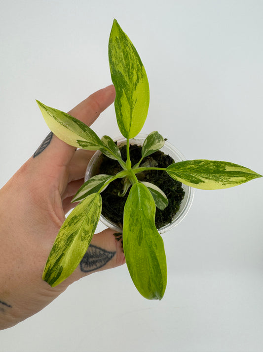 Philodendron Variegated Domesticum