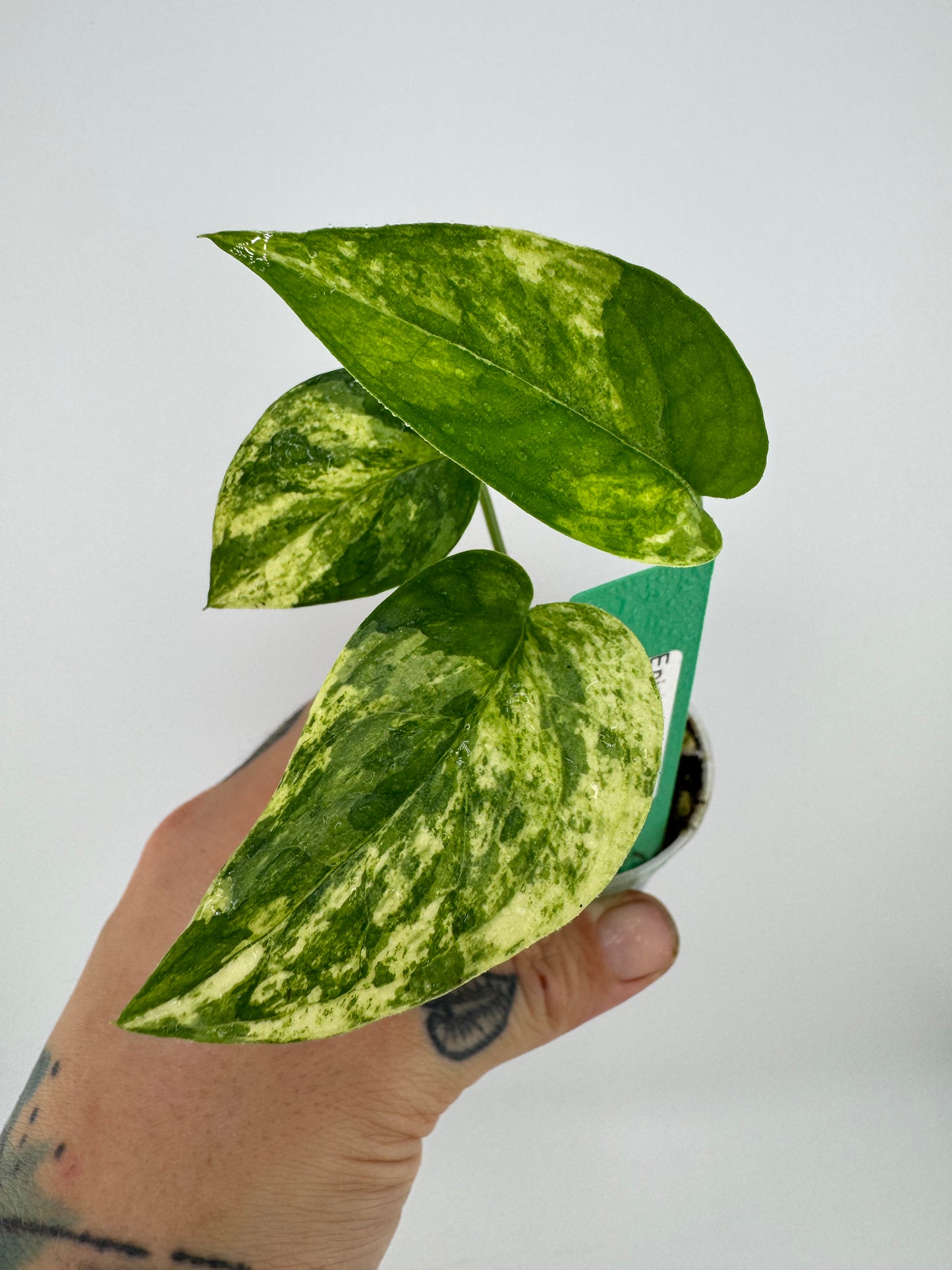 Epipremnum Pinnatum ‘Cebu Blue’ Variegated