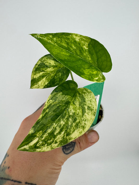 Epipremnum Pinnatum ‘Cebu Blue’ Variegated