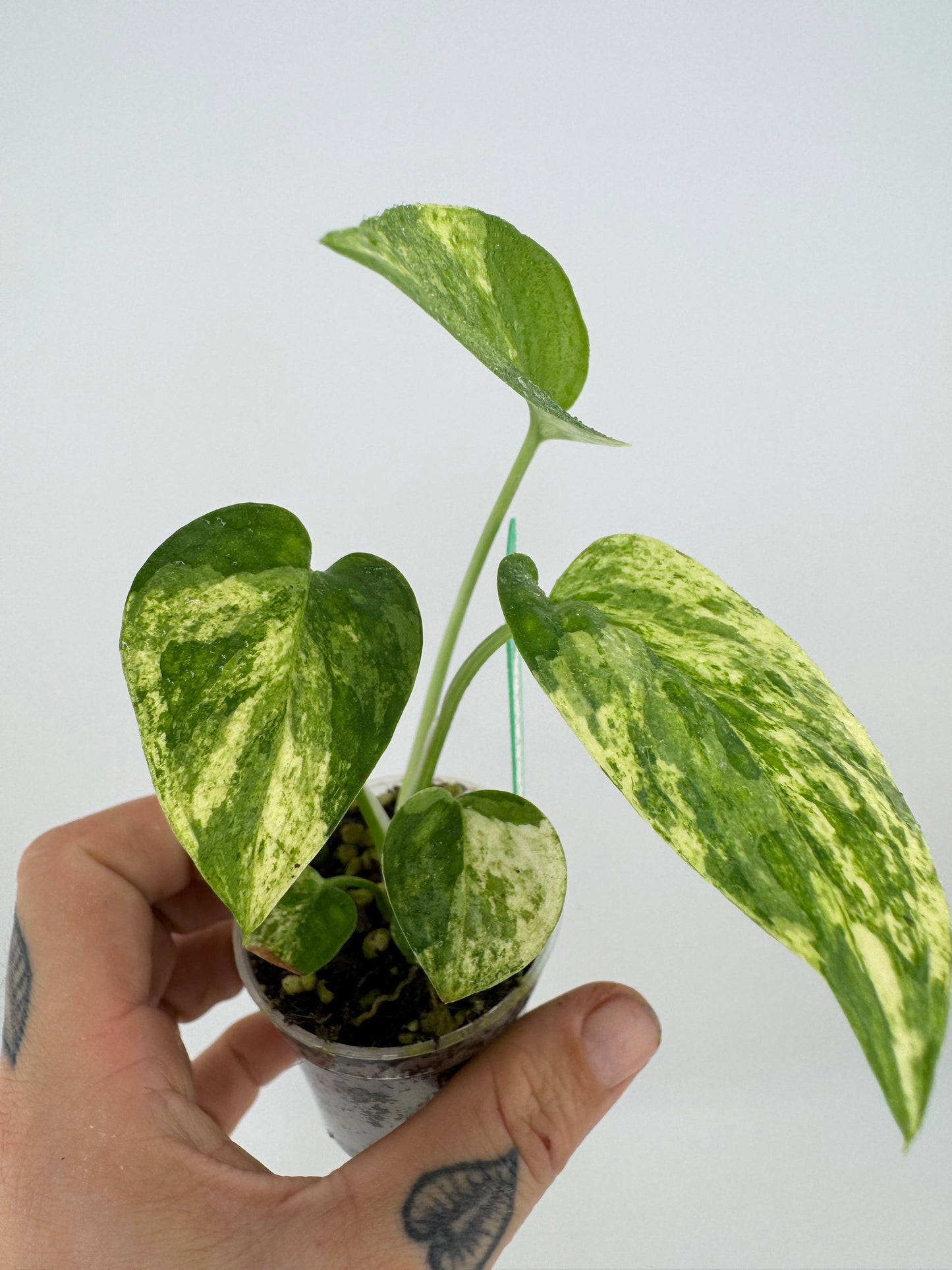 Epipremnum Pinnatum ‘Cebu Blue’ Variegated