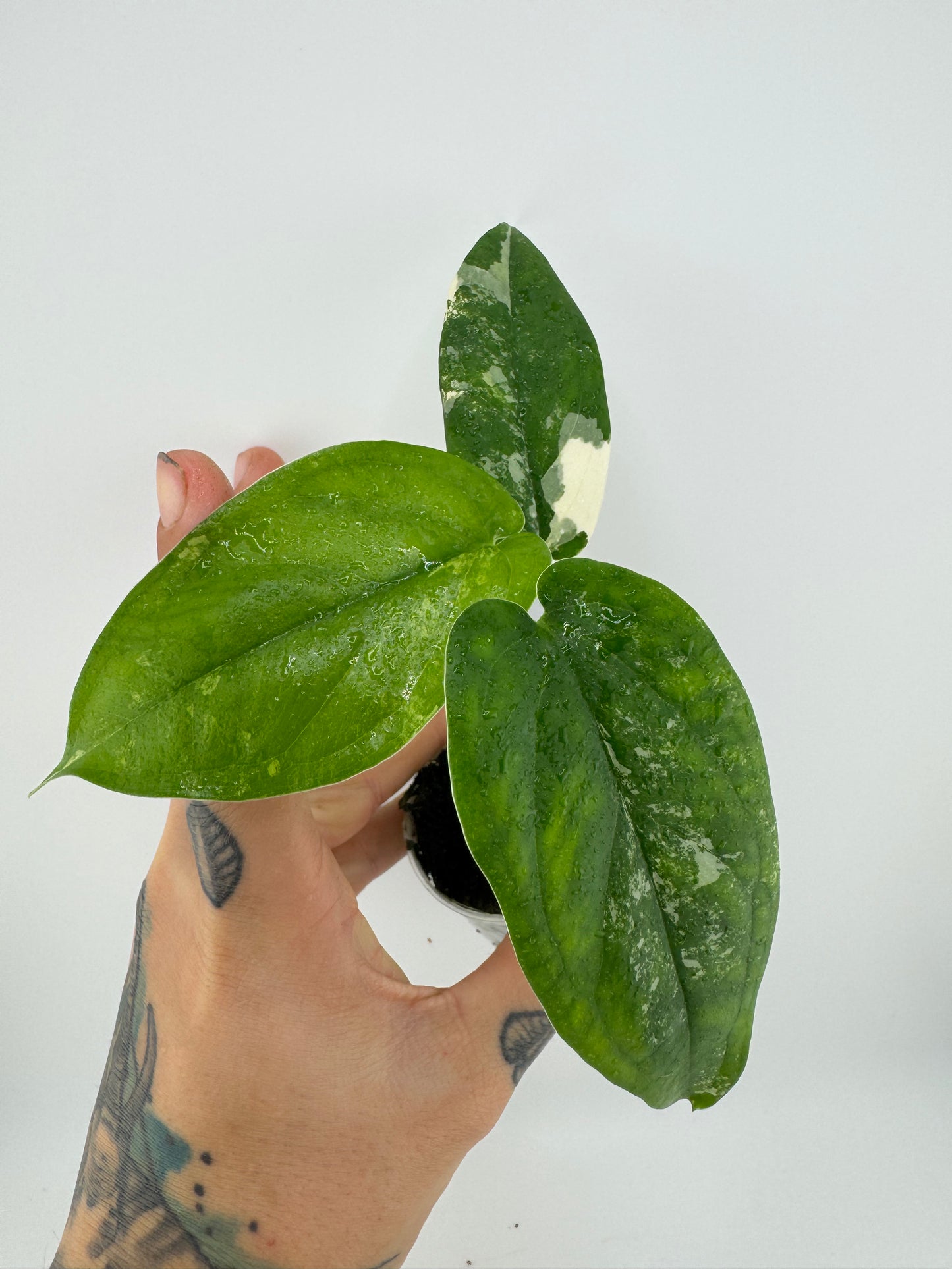Syngonium Chiapense Variegated