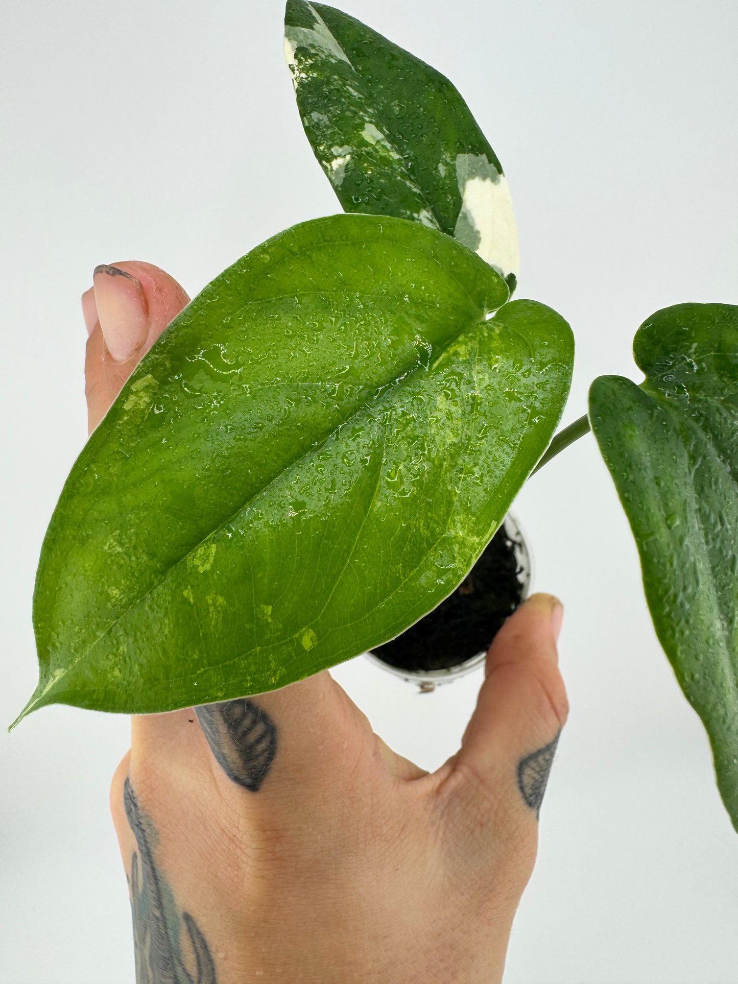 Syngonium Chiapense Variegated