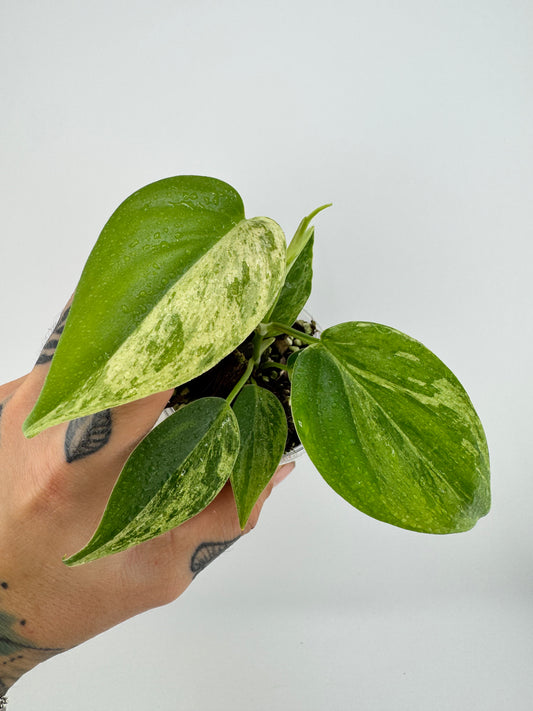Philodendron Heartleaf Variegated
