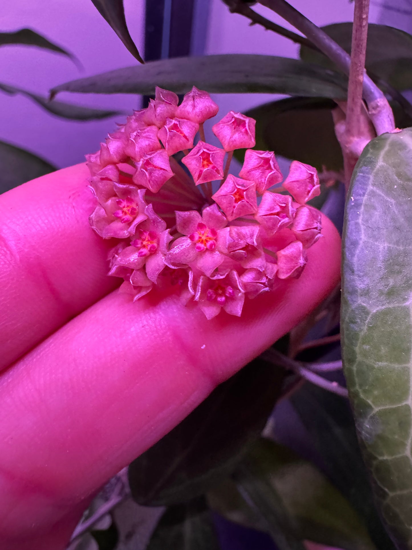 Hoya Camphorifolia