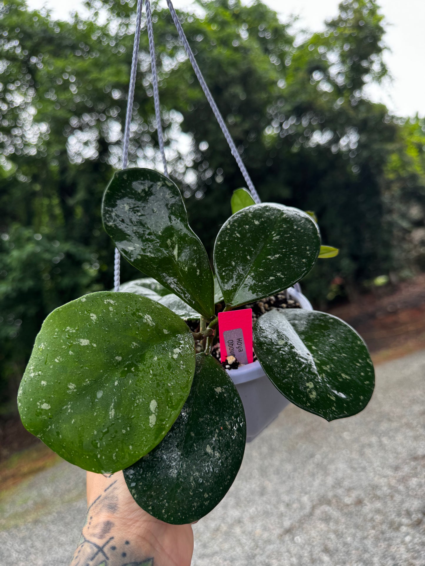 Hoya Obovota Splash