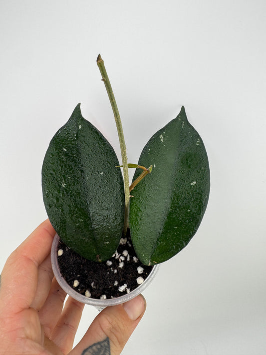 Hoya Fungii X Pubicalyx ‘Royal Hawaiian Purple’