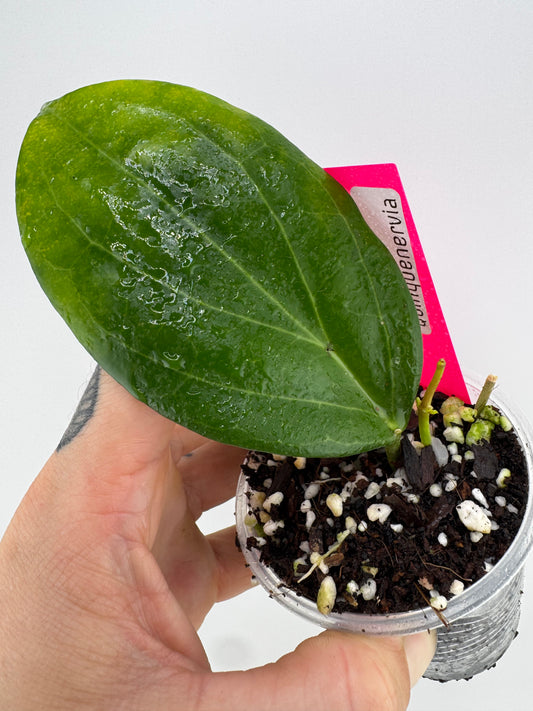 Hoya – Priest's Plant Paradise