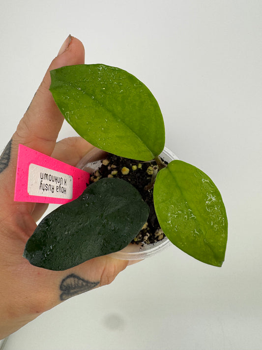 Hoya Rusty X Unknown