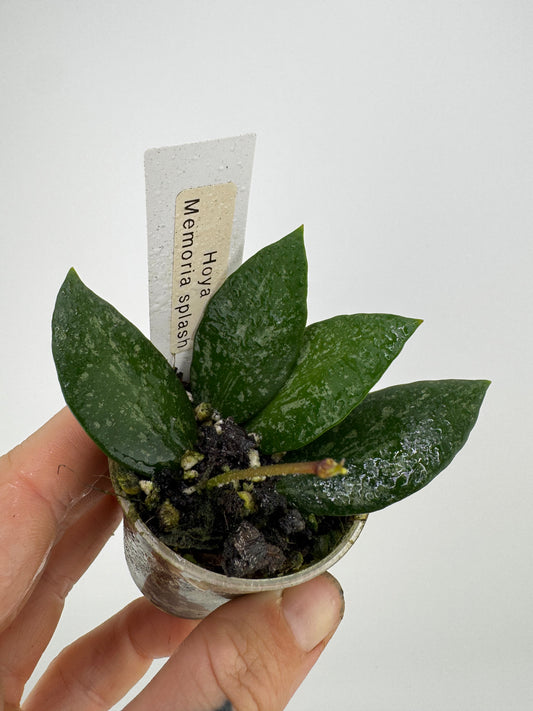 Hoya memoria splash