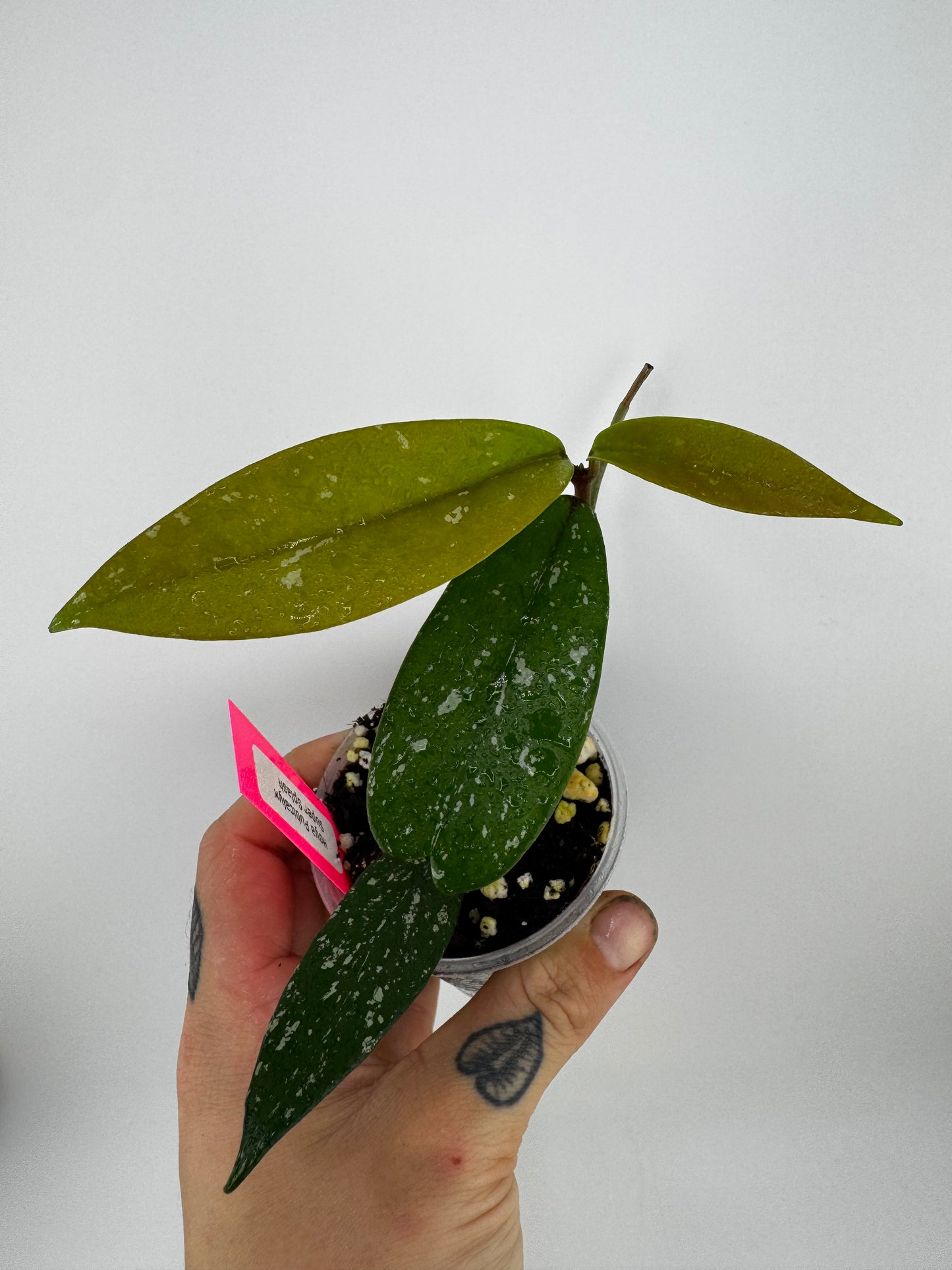 Hoya Pubicalyx ‘Super Splash’