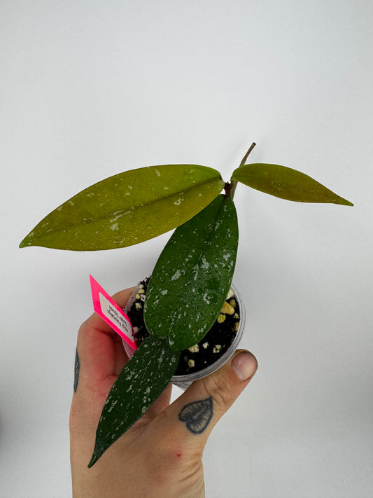 Hoya Pubicalyx ‘Super Splash’