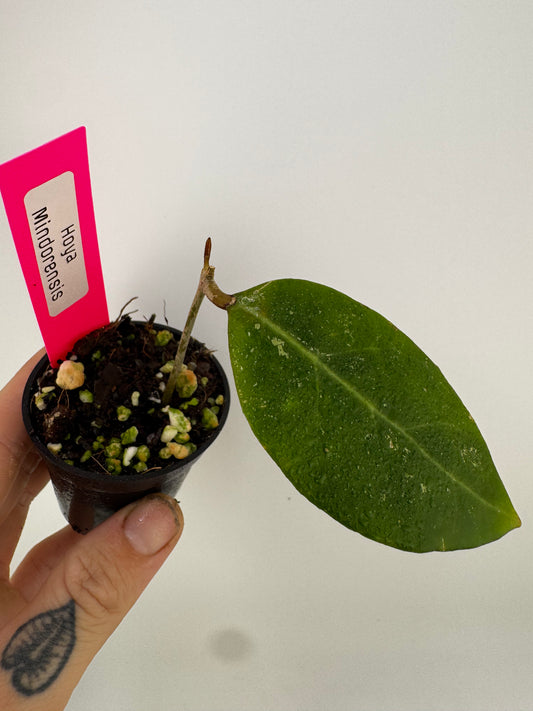 Hoya Mindorensis