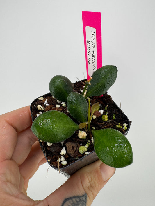 Hoya ‘Panchoi’ AKA ‘Bilobata’
