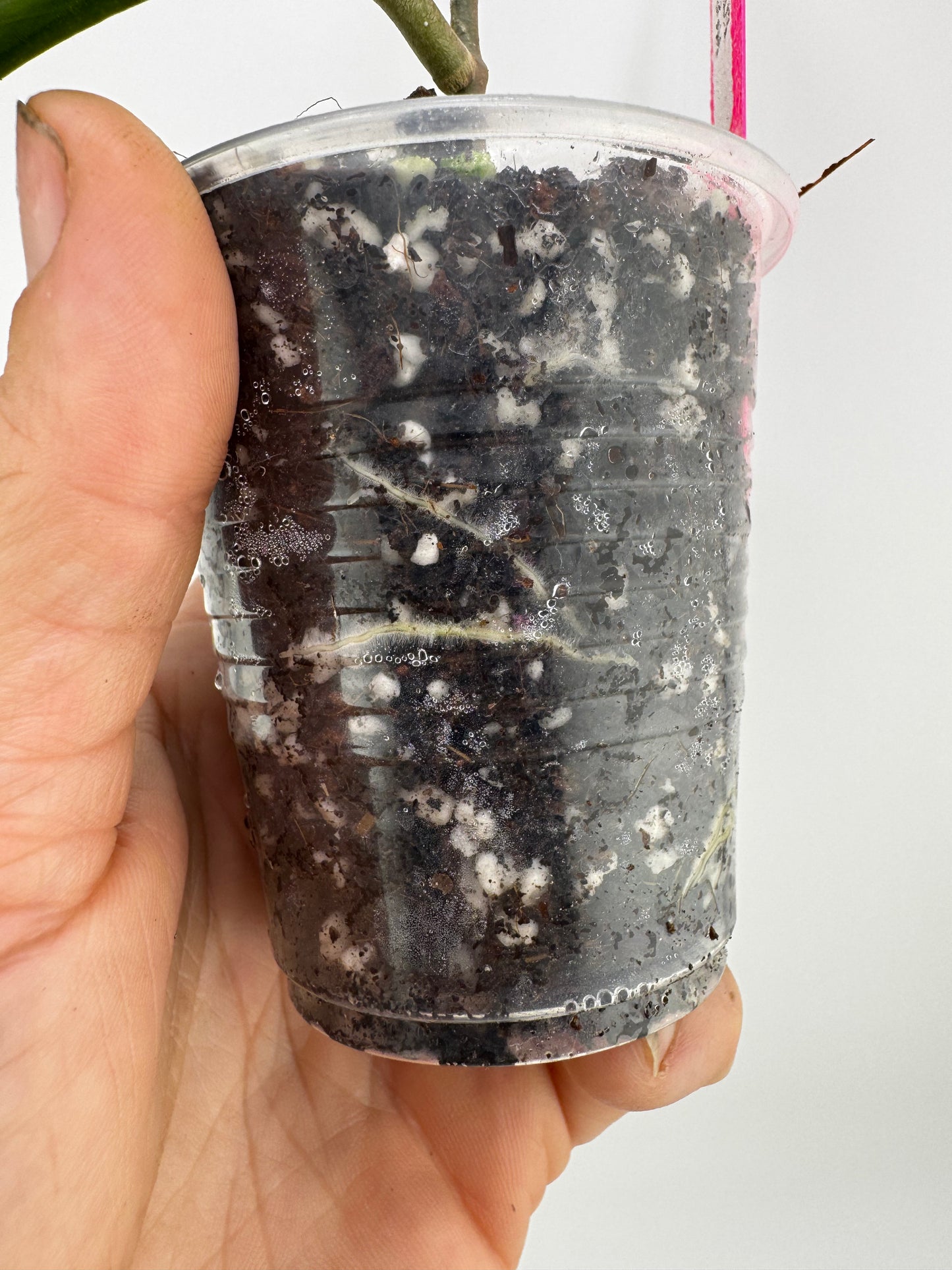Hoya ‘UT-033’
