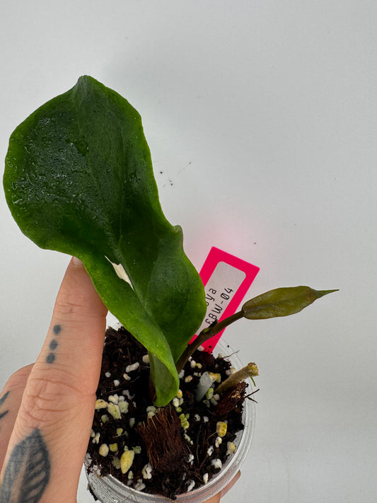 Hoya EBW-04