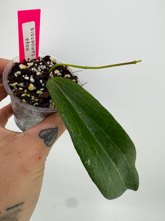 Hoya samoensis