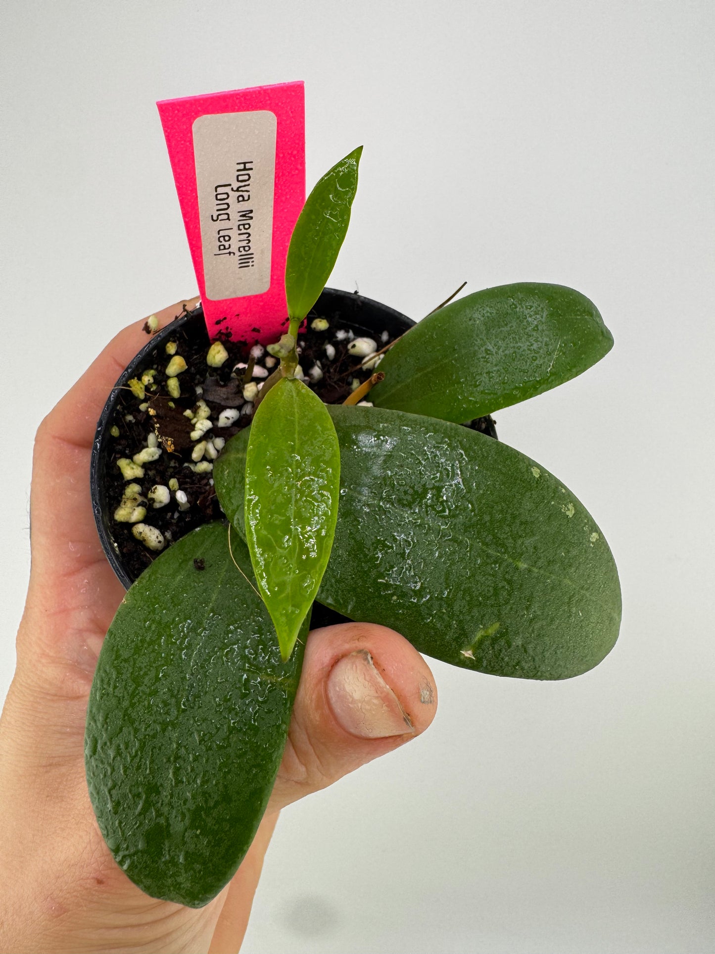 Hoya Merrillii ‘Long Leaf’