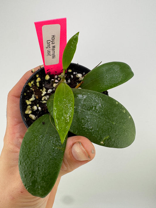 Hoya Merrillii ‘Long Leaf’