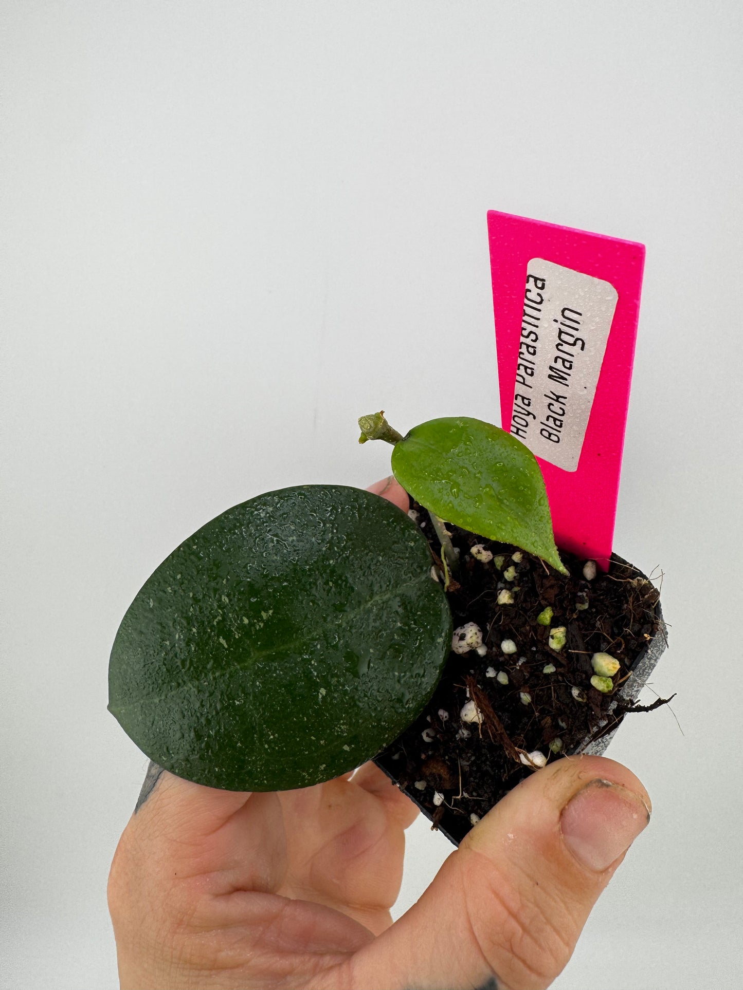 Hoya Parasitica ‘Black Margin’