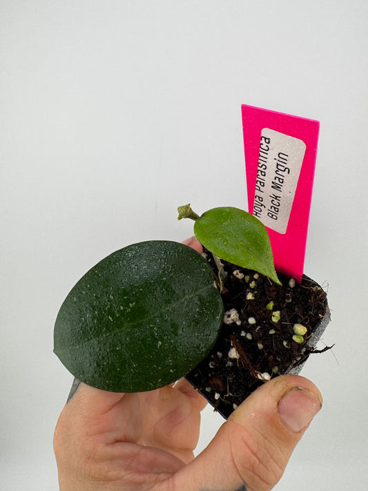 Hoya Parasitica ‘Black Margin’