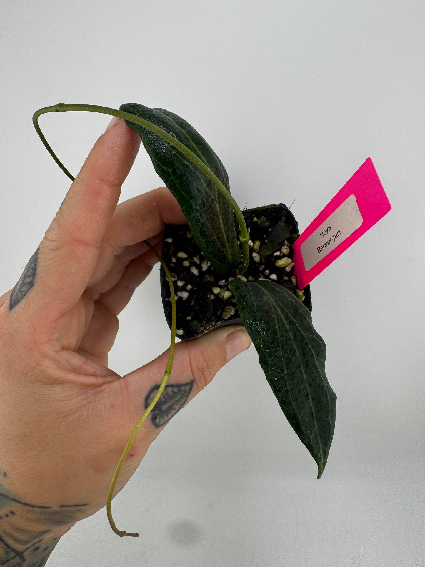 Hoya Benvergarai