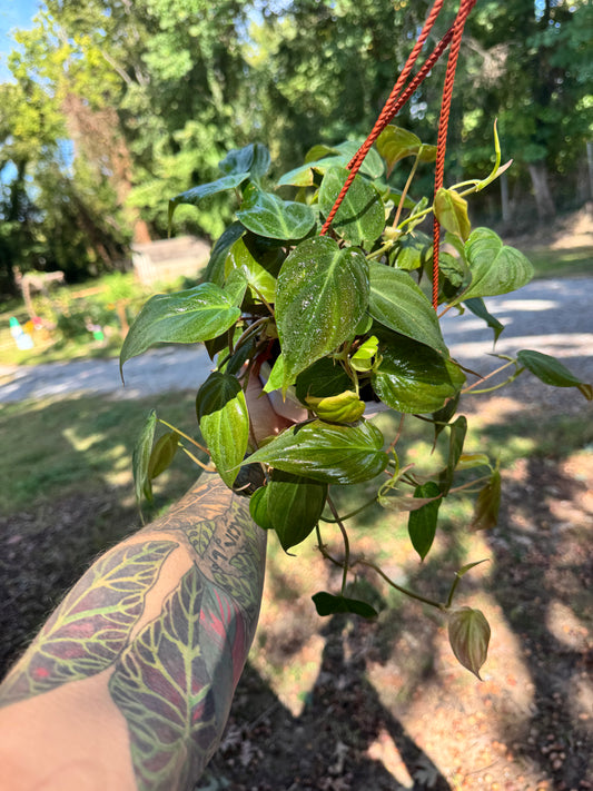 6” Philodendron micans