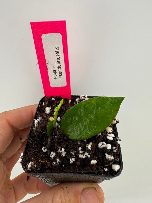 Hoya Psuedolittoralis