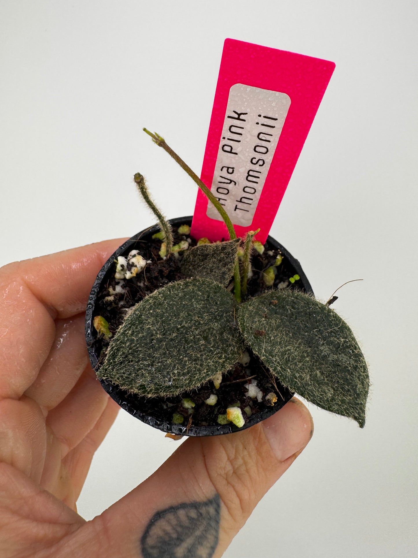 Hoya Thomsonii Pink