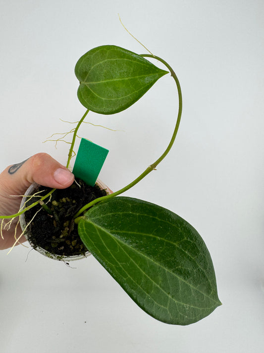 Hoya Quinquenervia