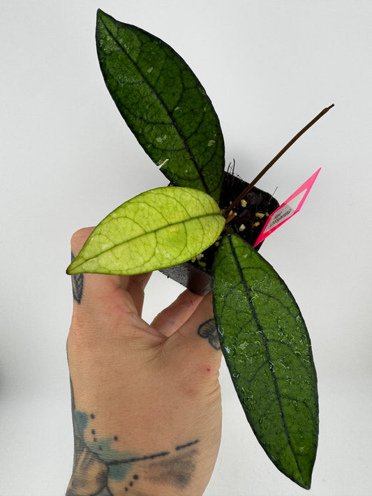 Hoya Crassipetiola Splash