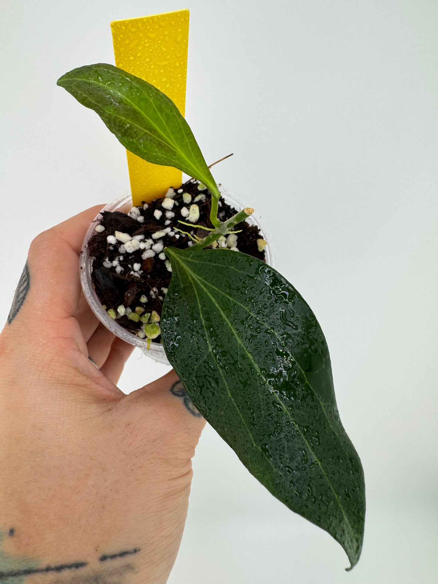 Hoya ‘New Guinea’