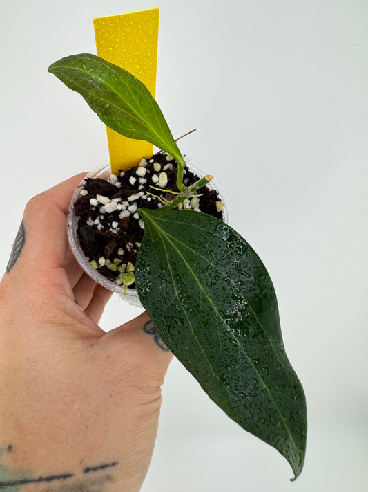 Hoya ‘New Guinea’