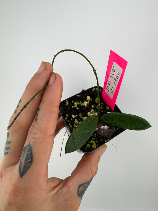 Hoya Lyi ‘long leaves’