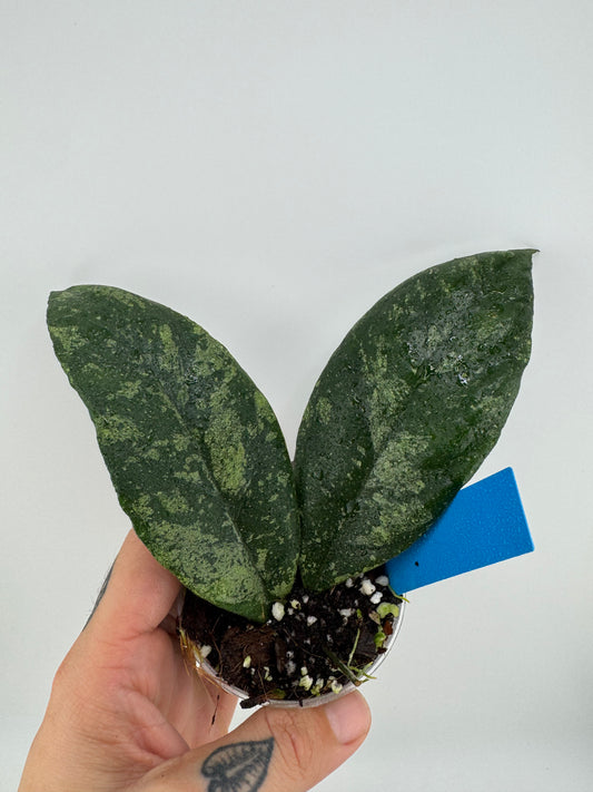 Hoya Finlaysonii ‘chicken farm’
