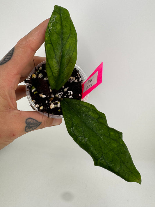 Hoya Mistie