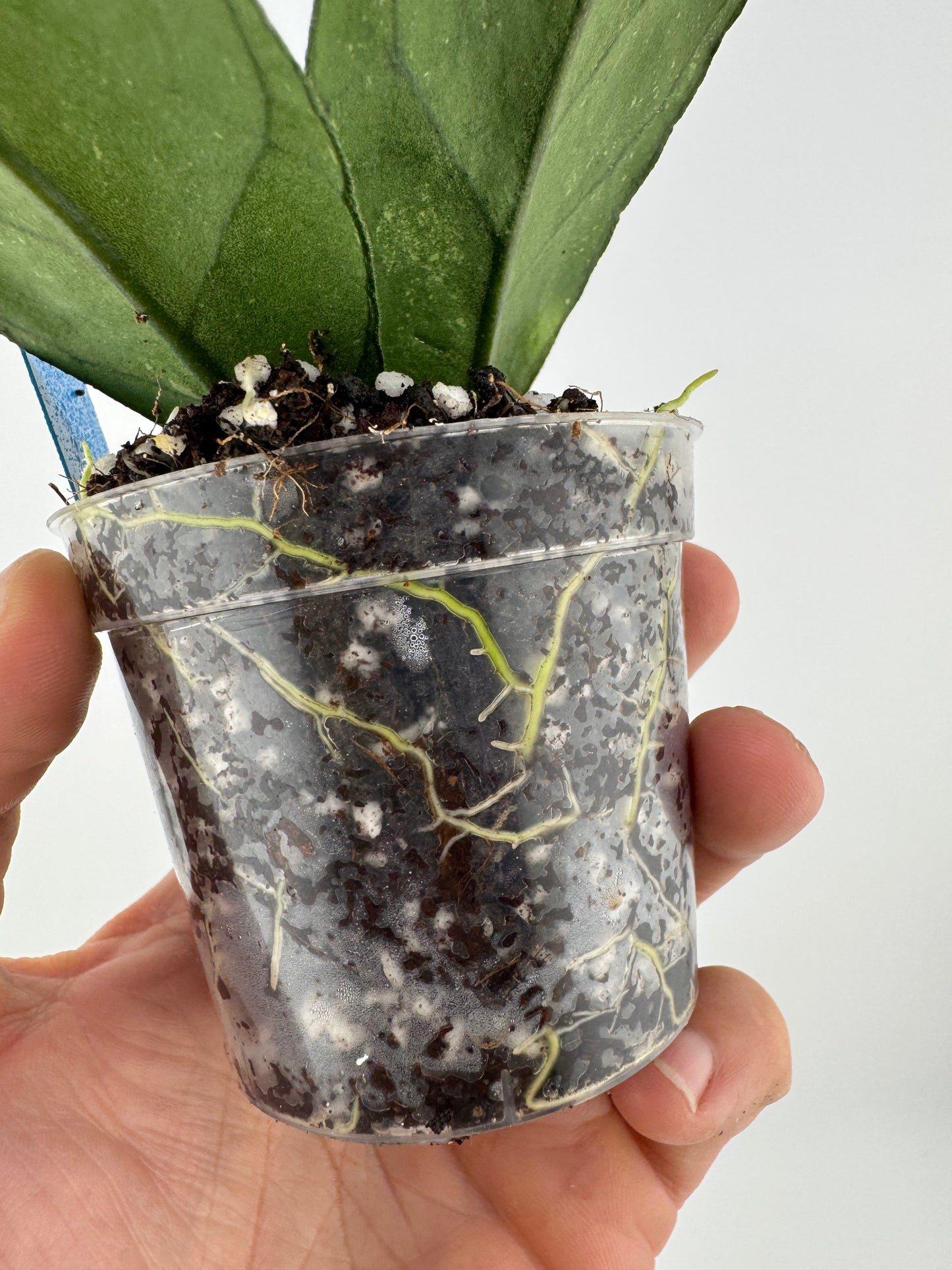 Hoya Finlaysonii ‘chicken farm’