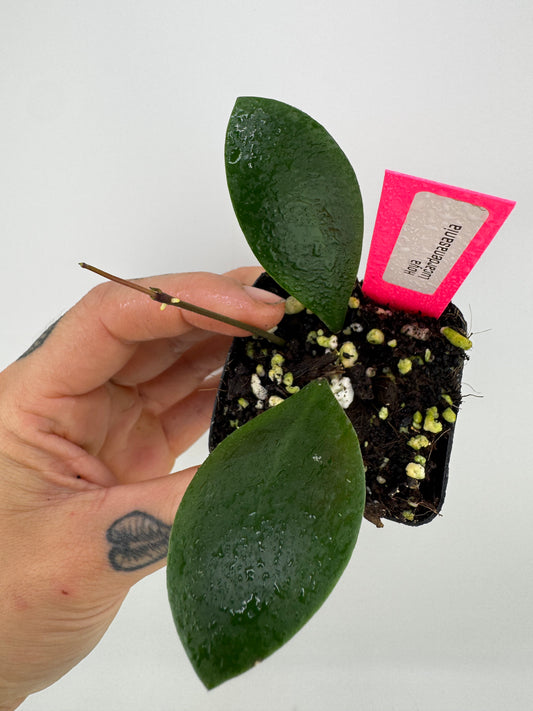 Hoya Lucardensaniana
