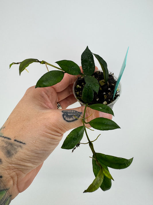 Hoya Lacunosa