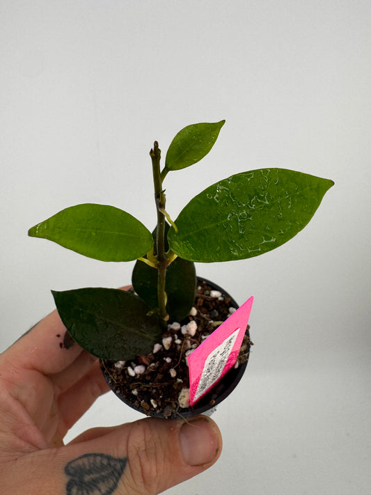 Hoya Lacunosa Purple Flower